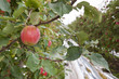 Apple production