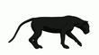 Video: Black Panther Walking Black Panther Walking