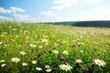 field of wild flowers