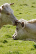 cows licking each other