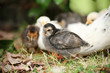 Free range chicken