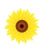 Sunflower Sunflower