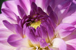 Purple Chrysanthemum bud, close-up photograph Purple Chrysanthemum bud, close-up photograph