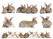 set of brown baby rabbits