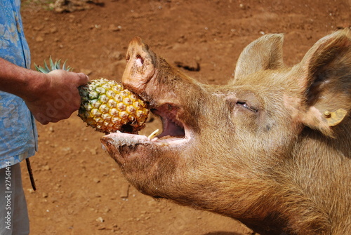 cerdos comiendo