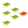 goldfish