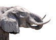 elephant eating close up