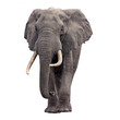 elephant walking isolated