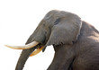 elephant side view close up