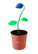 Plant in flower pot