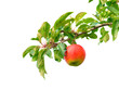Ast mit Apfel