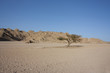single tree in the desert