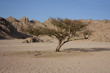 barren tree in the desert