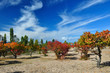 Autumn apricot orchard on sandy lakeside with fantastical clouds Autumn apricot orchard on sandy lakeside with fantastical clouds