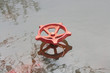 Red Tap in water