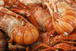 Langosta