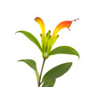 Lipstick plant (Aeschynanthus speciosus) Lipstick plant (Aeschynanthus speciosus)