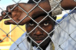 African American man depressed and leaning against a fence African American man depressed and leaning against a fence