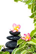 Cadre zen avec fleurs de frangipanier