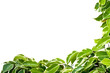Bordure de feuilles vertes
