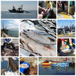 Pesca e pesci - collage