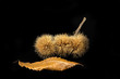 castagne