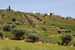 Portugal, vignoble de la vallée du Haut Douro Portugal, vignoble de la vallée du Haut Douro