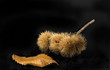 castagne