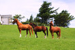 Three horses