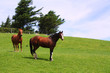 Two horses