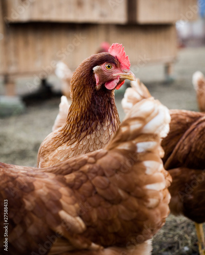Photo: Free range organic chickens and hens Free range organic chickens and hens