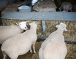 Pregnant sheep feeding