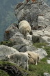 Mouton et agneau Mouton et agneau