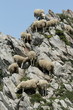 Troupeau de mouton Troupeau de mouton