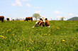 AUVERGNE