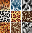 vector skin textures of tiger, zebra, giraffe, leopard and cow