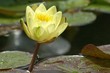 Yellow Lotus Flower Bathing in Sunlight
