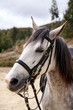 Cavalo Cavalo