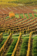 Vigne en bergerac