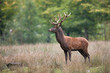 cerf brame cervidé mammifère sauvage forêt roi bois cor chass