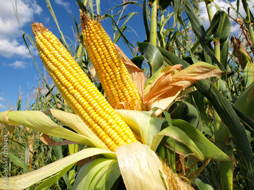 Photo: Corn field Corn field