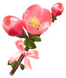 Vector illustration. Spring flowering quince