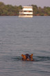 Hippo and river cruise