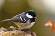 Tannenmeise (Periparus ater, Syn. Parus ater)