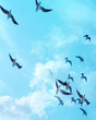 birds