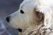 Dog shepherdesses of Abruzzo