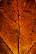 Herbst Laub
