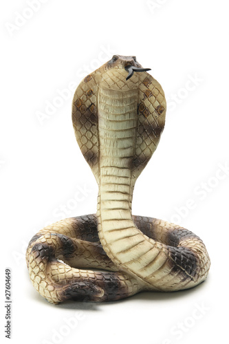 Photo: Rubber Cobra Rubber Cobra