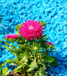 pink aster on blue stones background
