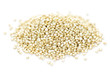 Quinoa grain closeup